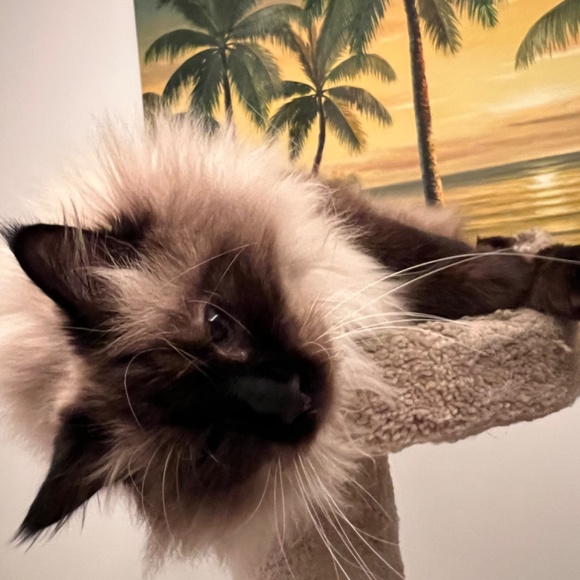 Meet your Posher, Crystal - Picture 4 of 4